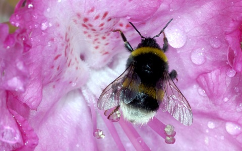 Los abejorros desaparecen por culpa del cambio climático